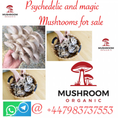BUY MAGIC AND PSYCHADELIC MUSHROOMS WHATSAPP +447983737553 TO BUY IN MALAYSIA AND SINGAPORE
