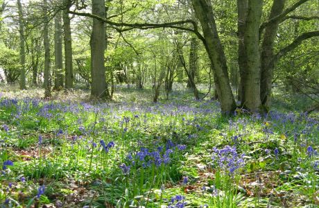 Forest bathing, Salisbury, England, United Kingdom