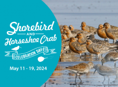 Shorebird and Horseshoe Crab Celebration Days