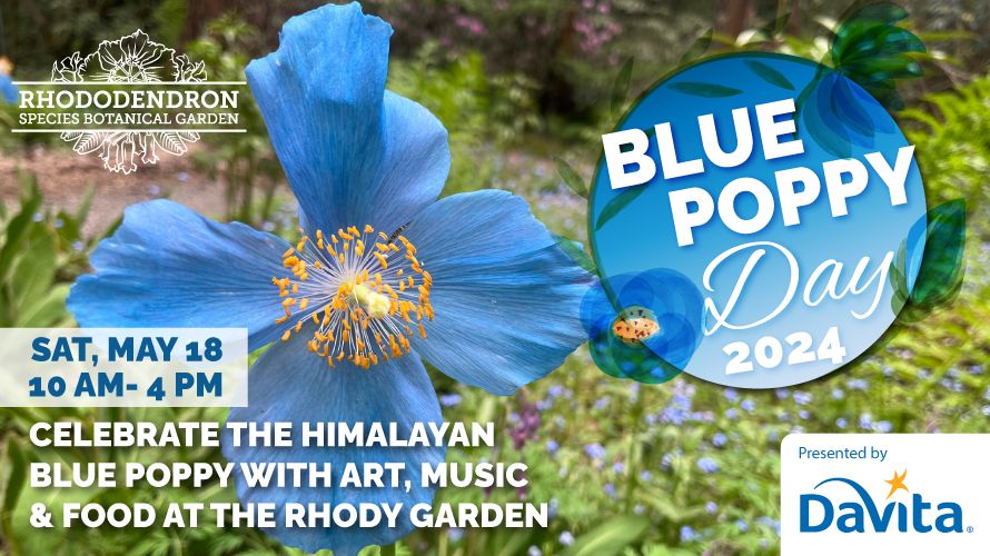 Blue Poppy Day at the Rhody Garden, Federal Way, Washington, United States