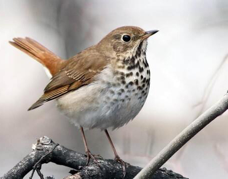 HILDENE BIRD WALK, Manchester, Vermont, United States