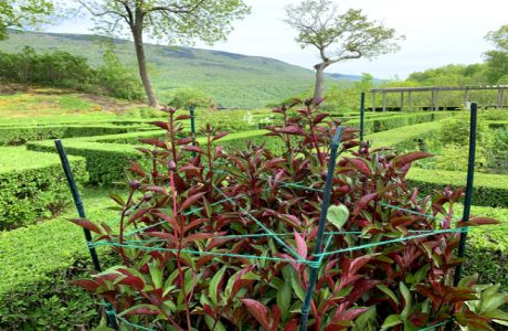 PEONY STAKING WORKSHOP, Manchester, Vermont, United States