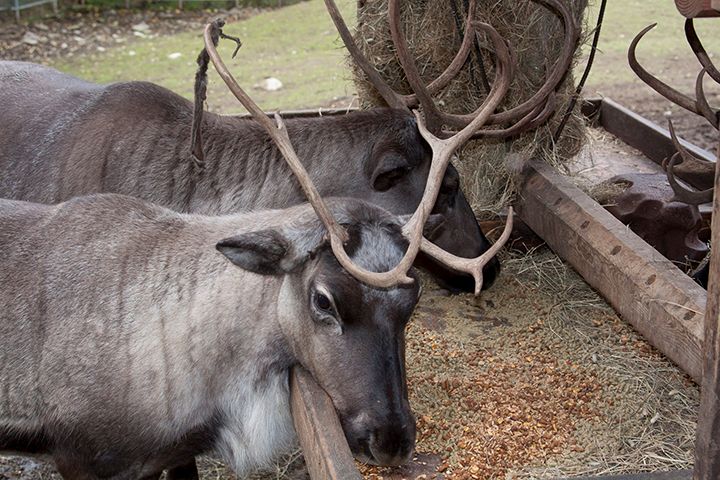 Alaska Zoo Animal Feeding Experiences, Anchorage, Alaska, United States