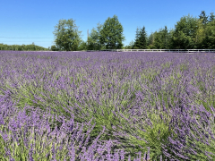 Lavender Farm Season Opening Celebration
