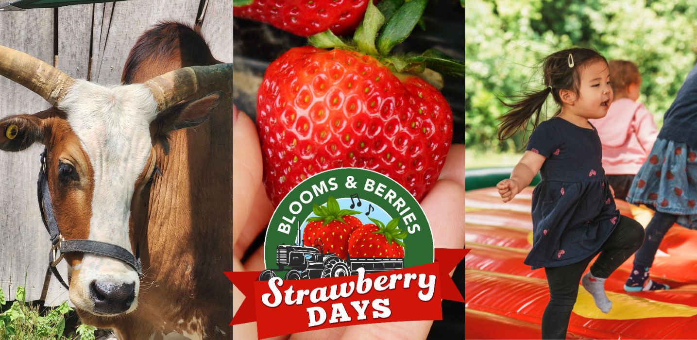 Strawberry Days, Loveland, Ohio, United States