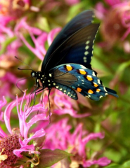 Native Texas Butterfly House and Garden