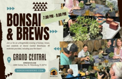 Bonsai and Brews at Grand Central Brewing in St Pete