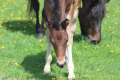 Foal Days at the UVM Morgan Horse Farm