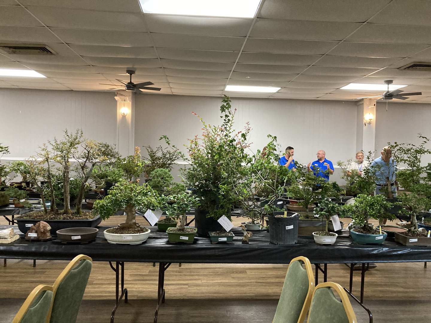 Bonsai Auction and Plant Sale, Harahan, Louisiana, United States