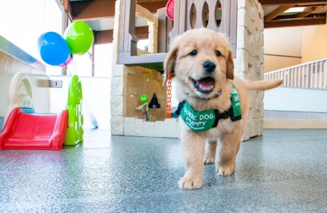 GUIDE DOGS FOR THE BLIND CALIFORNIA CAMPUS TOURS PROVIDE A PEEK INTO HOW A GUIDE DOG IS TRAINED, San Rafael, California, United States