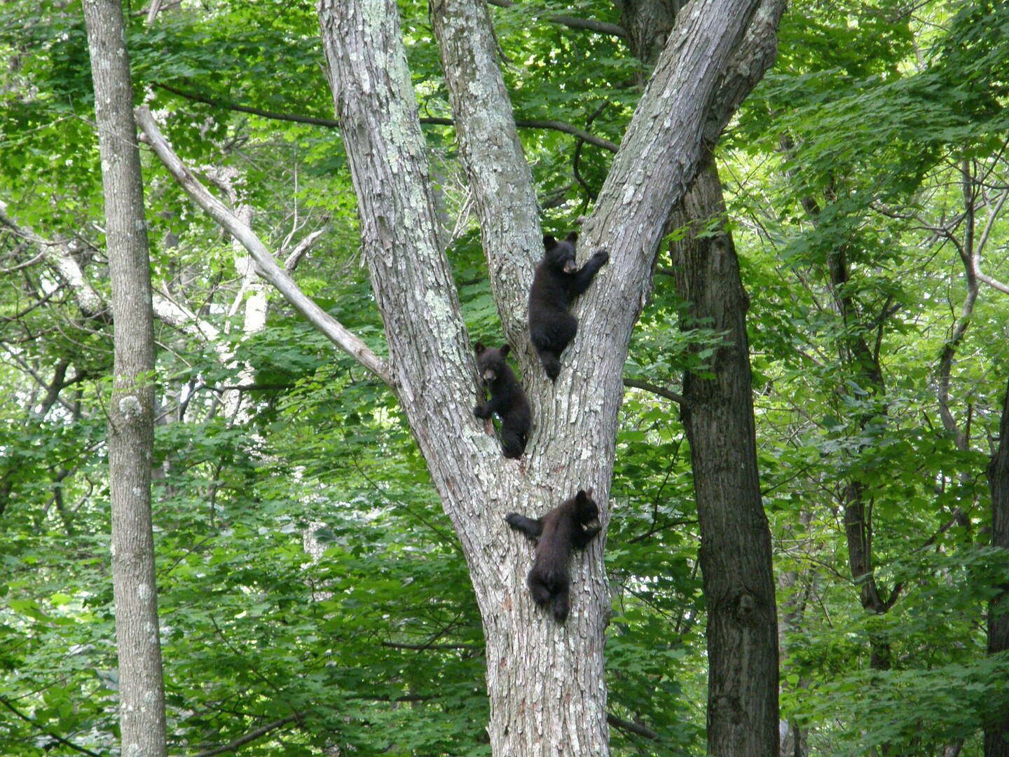 Tracking the Wild Things, East Stroudsburg, Pennsylvania, United States
