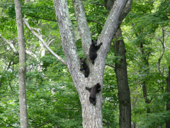 Tracking the Wild Things