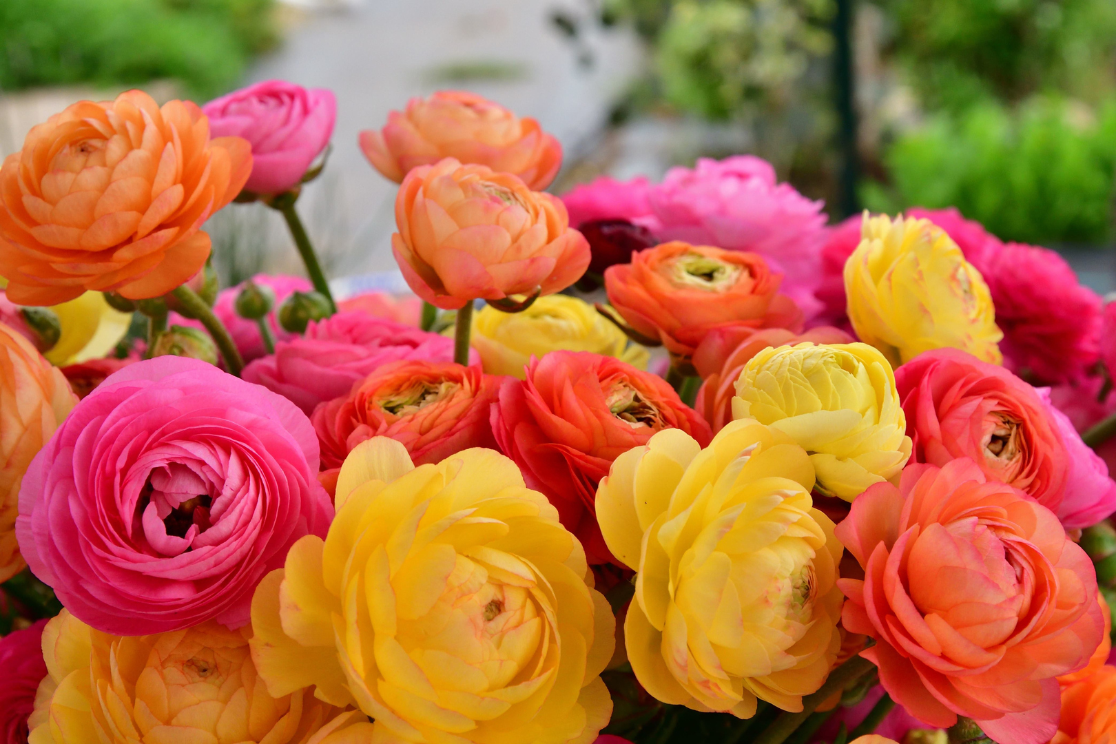 Grandparents Day in the Garden - Sept. 14 - Norfolk, Norfolk, Virginia, United States