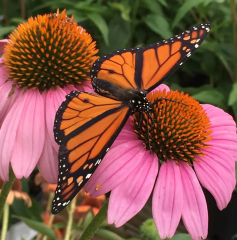 Asheville Botanical Garden Fall Native Plant Sale!