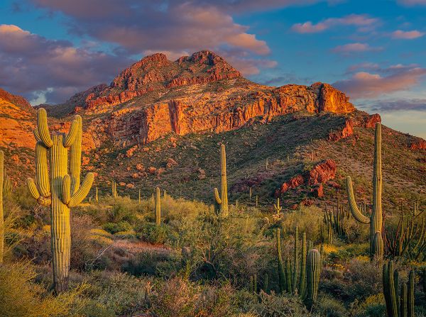 Mayo Clinic Integrated Behavioral Health in Primary Care 2025 - Approaches that Work, Phoenix, Arizona, United States