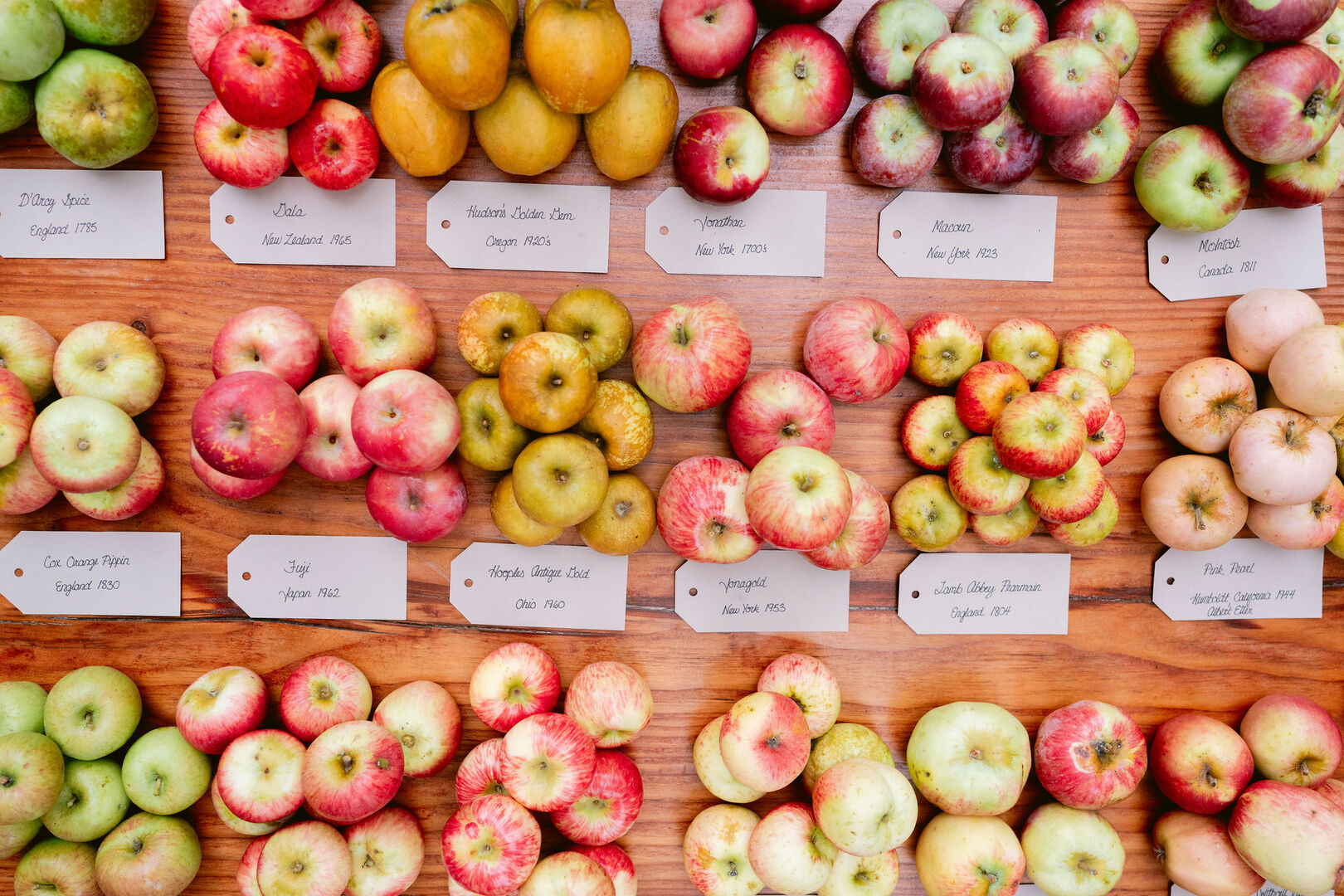 Ultimate Heirloom Apple Experience | Interpretive Orchard Tour and Tasting Adventure, Sebastopol, California, United States