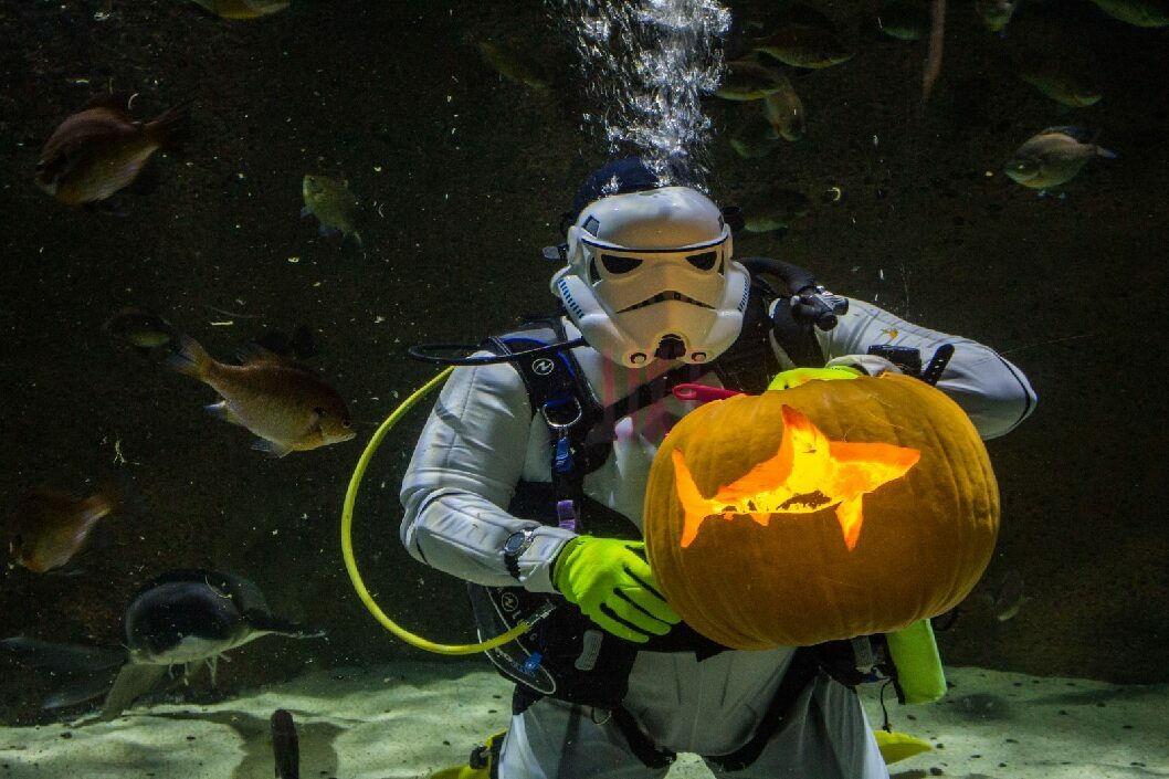Underwater Pumpkin Carving Returns to SEA LIFE at Mall of America!, Bloomington, Minnesota, United States