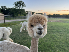 Visit with Alpacas - Legendary Alpacas of Texas in Maypearl