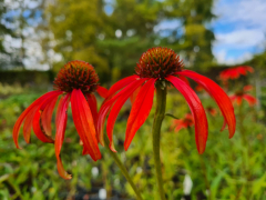 Plant Nursery Retail Day