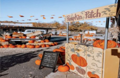 Verdi Pumpkin Patch
