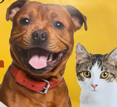 Petsense Fall Adopt-A-Thon, Fundraiser and Community Event. Saturday, October 19th 10a-3p