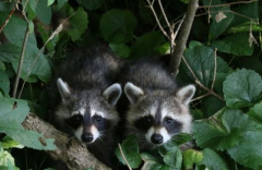 Sip, Support, and Celebrate Blue Ridge Wildlife Center