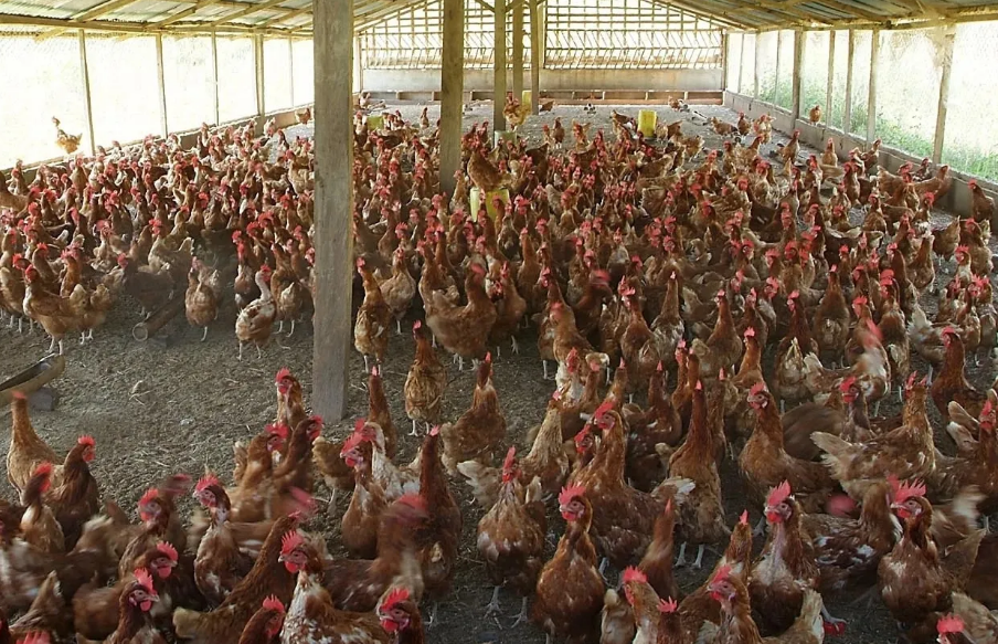 Poultry Farming for Food Security and Poverty Eradication Course, Nairobi, Kenya