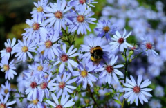 Trade Nursery Open Day