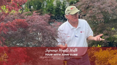 Japanese Maple Walk