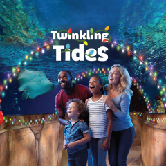 Twinkling Tides