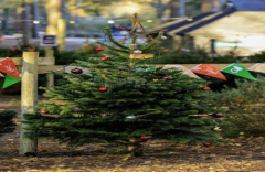 Christmas Trees at Moors Valley