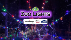 Zoo Lights