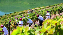 Thursday Night Wine: Class–Demystifying How Wine is Grown and Made