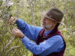 Caring for Your Fruit Trees: A Pruning Seminar with Paul Vossen, For the Backyard Gardener