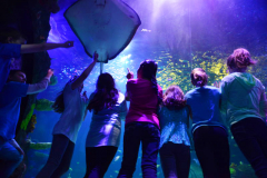 Homeschool Week at SEA LIFE Aquarium - Winter Homeschooling Event in Metro Detroit