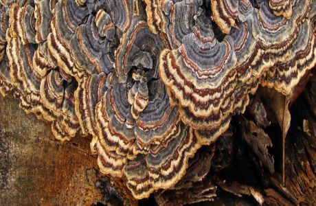 After Dark: Wondrous Fungus, San Francisco, California, United States