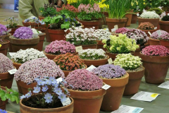 Alpine Garden Society plant show and plant sales - Pershore Saturday 22nd February 2025