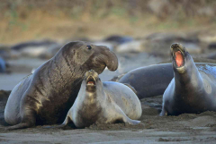 Ano Nuevo State Park - Seal Adventures