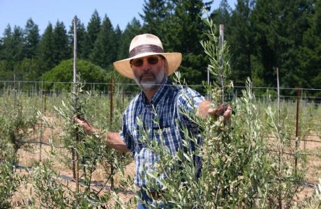 Caring for Your Backyard Olive Orchard ~ A Seminar with Paul Vossen, Sebastopol, California, United States