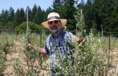 Caring for Your Backyard Olive Orchard ~ A Seminar with Paul Vossen