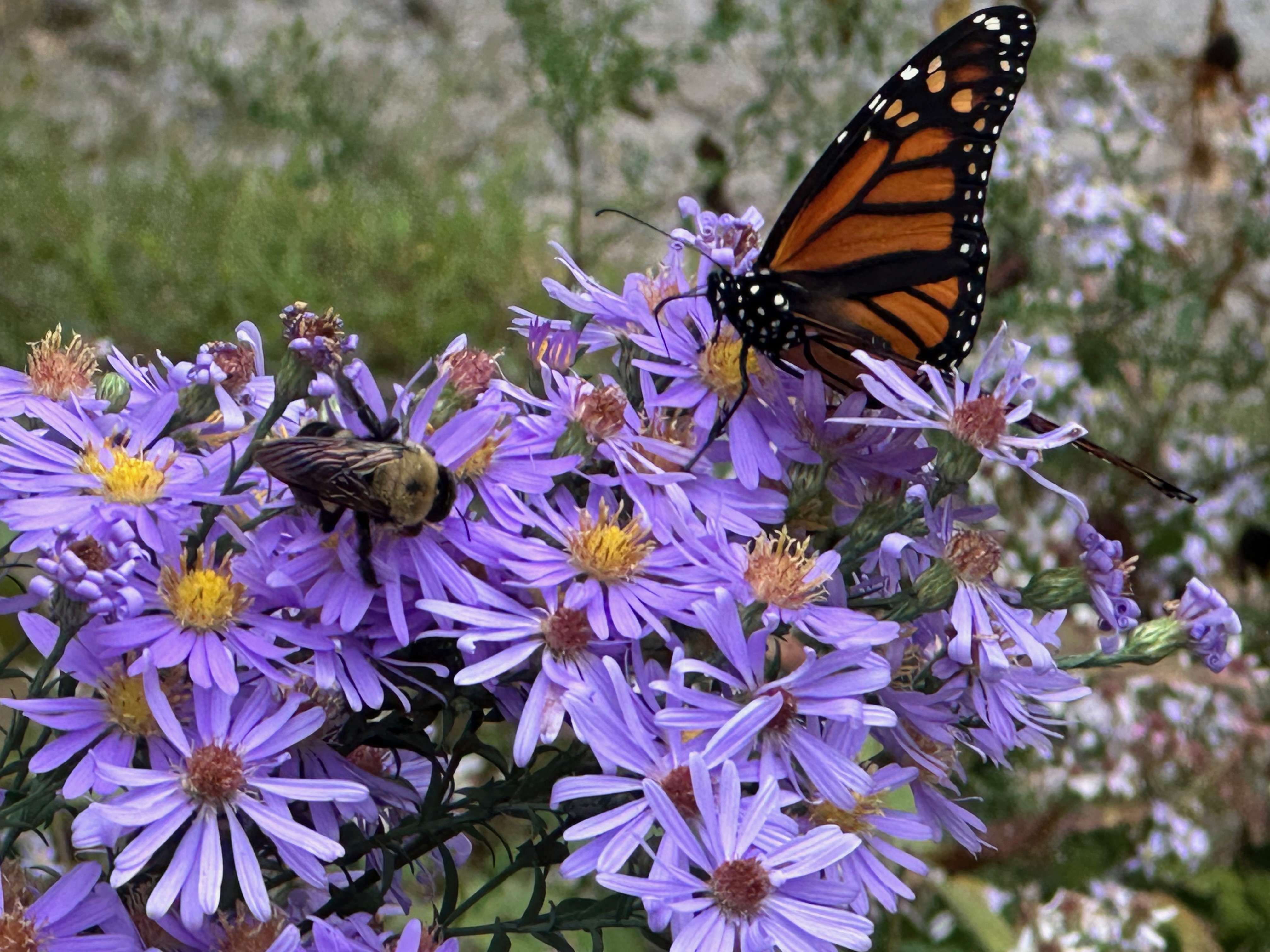 Spring Native Plant Sale, Loudoun, Virginia, United States