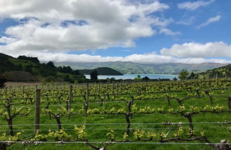 Thursday Night Wine: Class-Demystifying Saugvignon Blanc, Renton, Washington, United States