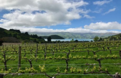 Thursday Night Wine: Class-Demystifying Saugvignon Blanc