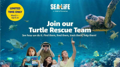 Join our Turtle Rescue Team at SEA LIFE at Mall of America!
