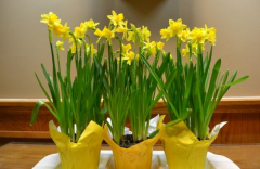 "It's Almost Spring!" Dinner