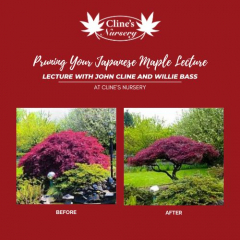 PRUNING YOUR JAPANESE MAPLE LECTURE
