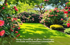 USING CAMELLIAS IN YOUR LANDSCAPE LECTURE