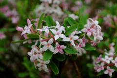 Wholesale Plant Nursery Open to the Public