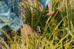 Climate Change and the Global Harvest
