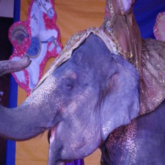 Loomis Bros. Circus 2025 Tour - Crowley, LA - March 5, 6, and 7 - Acadia Rice Arena